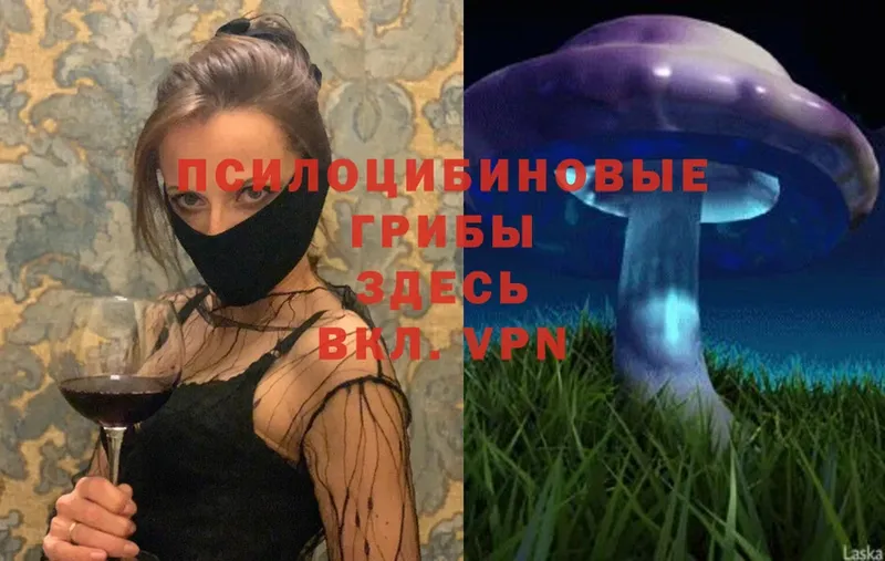 blacksprut   Грязовец  Галлюциногенные грибы Psilocybine cubensis  как найти  